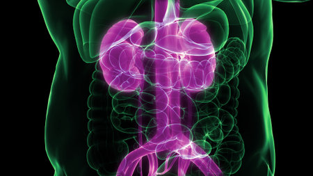 3D Illustration Concept of Human Urinary System Kidneys with Bladder Anatomy