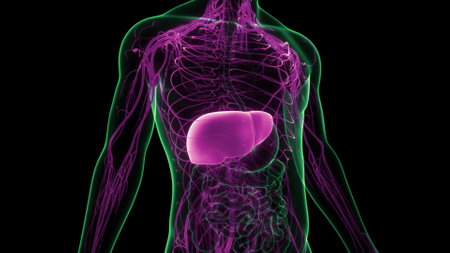 3D Illustration Concept of Human Internal Digestive Organ Liver ANatomy