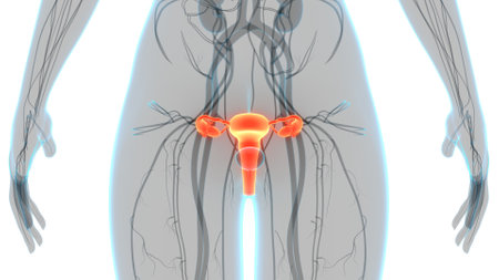 3D Illustration Concept of Female Reproductive System Anatomyの写真素材