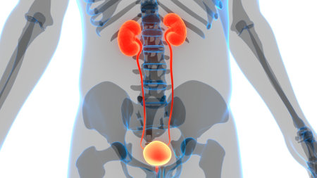 3D Illustration Concept of Human Urinary System Kidneys with Bladder Anatomyの写真素材