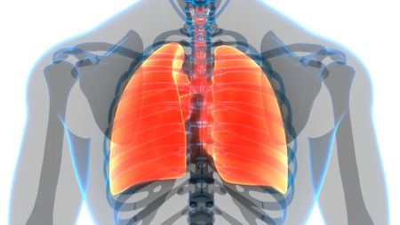 3D Illustration Concept of Human Respiratory System Lungs Anatomyの写真素材
