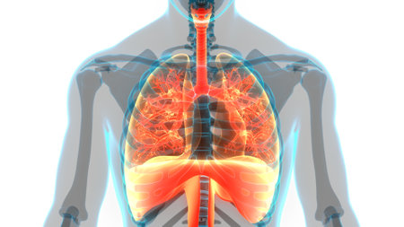 3D Illustration Concept of Human Respiratory System Lungs with Diaphragm Anatomyの写真素材