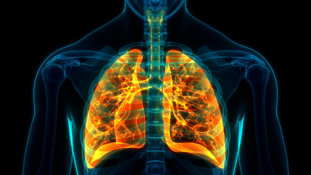 3D Illustration Concept of Human Respiratory System Lungs Anatomyの写真素材