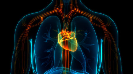3D Illustration Concept of Human Circulatory System Heart Anatomyの写真素材