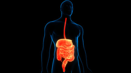 3D Illustration Concept of Human Digestive System Anatomyの写真素材