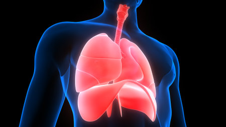 3D Illustration Concept of Human Respiratory System Lungs with Diaphragm Anatomyの写真素材