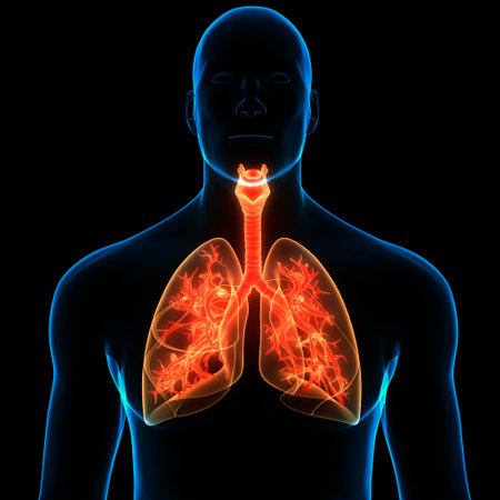 3D Illustration Concept of Human Respiratory System Lungs Anatomyの写真素材