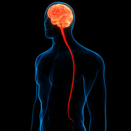3D Illustration Concept of Central Organ of Human Nervous System Brain Anatomyの写真素材