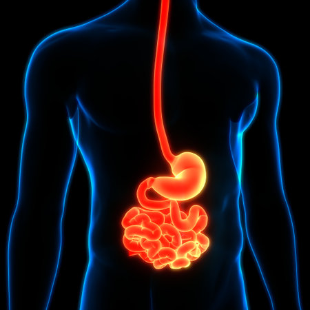 3D Illustration Concept of Human Digestive System Stomach with Small Intestine Anatomy