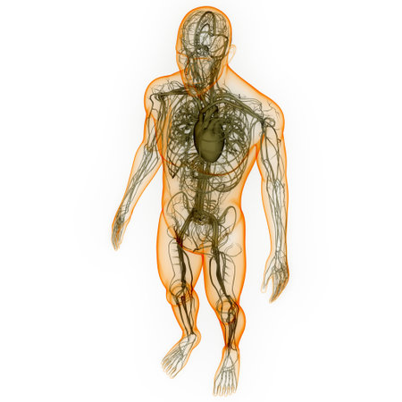 3D Illustration Concept of Human Circulatory System Heart Anatomyの写真素材