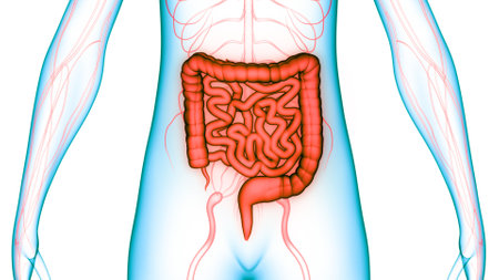 3D Illustration Concept of Human Digestive System Large and Small Intestine Anatomy