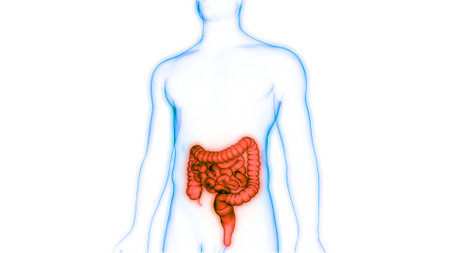 3D Illustration Concept of Human Digestive System Large and Small Intestine Anatomyの写真素材