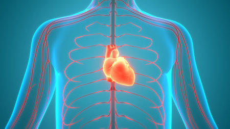 3D Illustration Concept of Human Circulatory System Heart Anatomyの写真素材