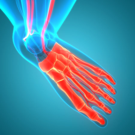 3D Illustration Concept of Human Skeleton System Foot Bone Joints Anatomyの写真素材