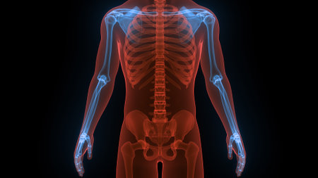 3D Illustration Concept of Human Skeleton System Upper Limbs Bone Joints Anatomyの写真素材
