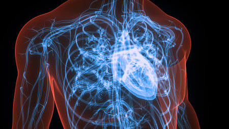 3D Illustration Concept of Human Circulatory System Heart Anatomyの写真素材