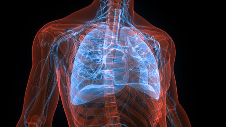 3D Illustration Concept of Human Respiratory System Lungs Anatomyの写真素材