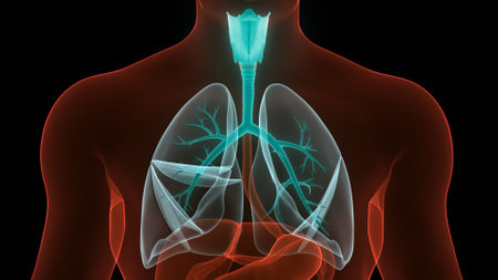 3D Illustration Concept of Human Respiratory System Lungs Anatomyの写真素材
