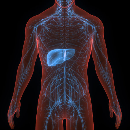 3D Illustration Concept of Human Internal Digestive Organ Liver ANatomy