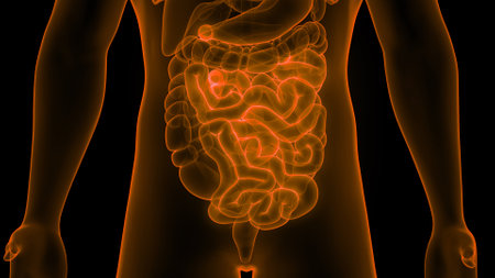 3D Illustration Concept of Human Digestive System Small Intestine Anatomyの写真素材