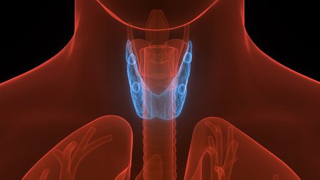 3D Illustration Concept of Human Body Glands Thyroid Gland Anatomyの写真素材