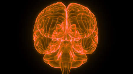 3D Illustration Concept of Central Organ of Human Nervous System Brain Anatomyの写真素材