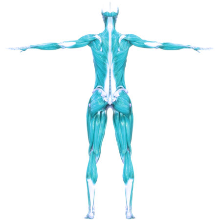 3D Illustration Concept of Human Muscular System Muscles Anatomyの写真素材