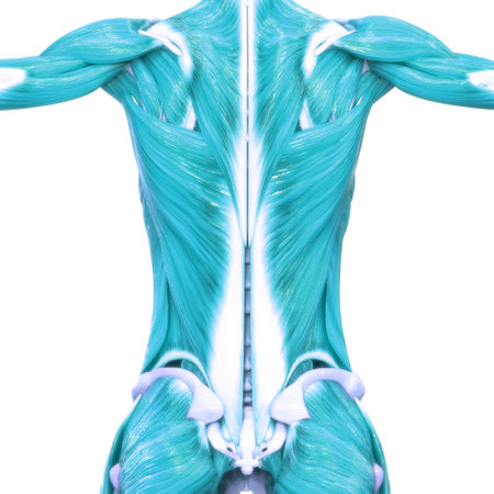 3D Illustration Concept of Human Muscular System Muscles Anatomyの写真素材