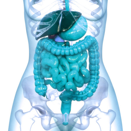 3D Illustration Concept of Human Digestive System Anatomyの写真素材