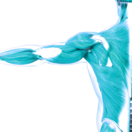 3D Illustration Concept of Human Muscular System Muscles Anatomyの写真素材