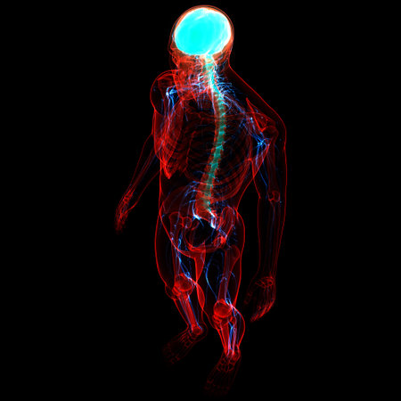 3D Illustration Concept of Central Organ of Human Nervous System Brain Anatomyの写真素材