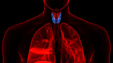 3D Illustration Concept of Human Body Glands Thyroid Gland Anatomyの写真素材
