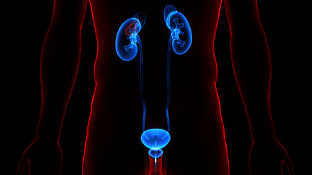 3D Illustration Concept of Human Urinary System Kidneys with Bladder Anatomyの写真素材