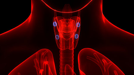 3D Illustration Concept of Human Body Glands Parathyroid Glands Anatomyの写真素材