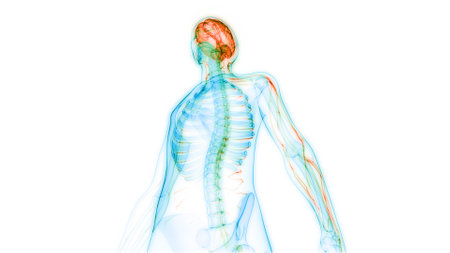 3D Illustration Concept of Central Organ of Human Nervous System Brain Anatomyの写真素材