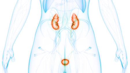 3D Illustration Concept of Female Urinary System Kidneys with Bladder Anatomyの写真素材