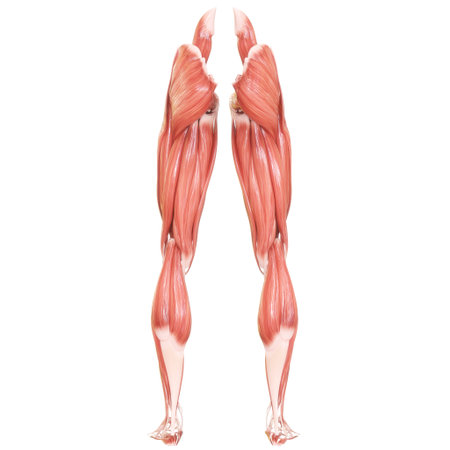 3D Illustration Concept of Human Muscular System Leg Muscles Anatomyの写真素材