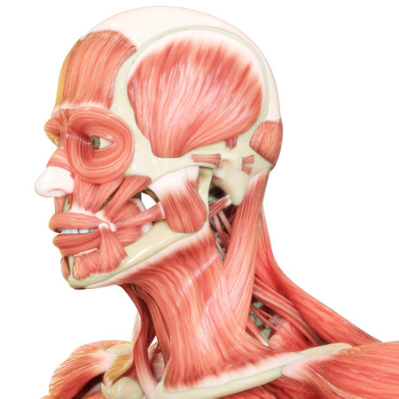3D Illustration Concept of Human Muscular System Head Muscles Anatomyの写真素材