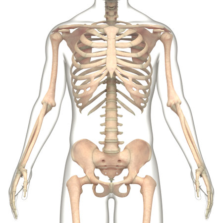 3D Illustration Concept of Human Skeleton System Bone Joints Anatomy