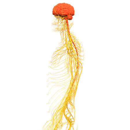3D Illustration Concept of Central Organ of Human Nervous System Brain Anatomyの写真素材