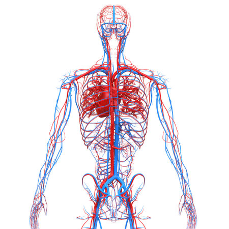 3D Illustration Concept of Human Circulatory System Heart Anatomyの写真素材