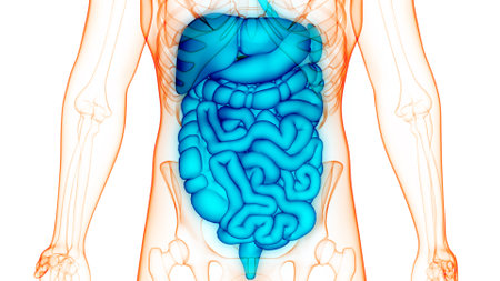 3D Illustration Concept of Human Digestive System Anatomyの写真素材