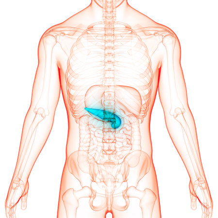 3D Illustration Concept of Human Internal Organ Pancreas Anatomyの写真素材