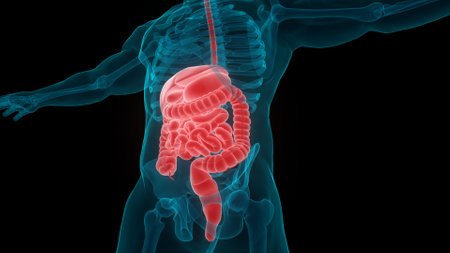 3D Illustration Concept of Human Digestive System Anatomyの写真素材