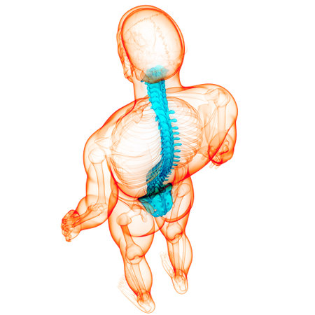 3D Illustration Concept of Spinal Cord Vertebral Column of Human Skeleton System Anatomyの写真素材