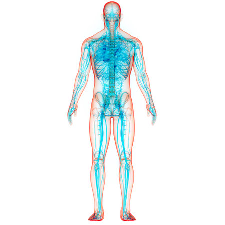 3D Illustration Concept of Human Circulatory System Heart Anatomyの写真素材