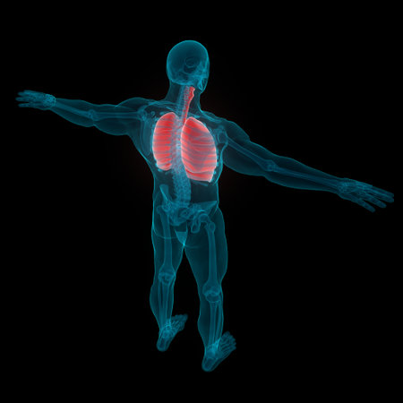 3D Illustration Concept of Human Respiratory System Lungs Anatomyの写真素材