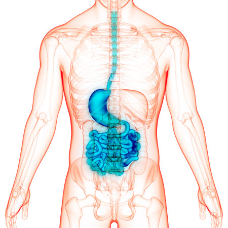 3D Illustration Concept of Human Digestive System Stomach with Small Intestine Anatomyの写真素材