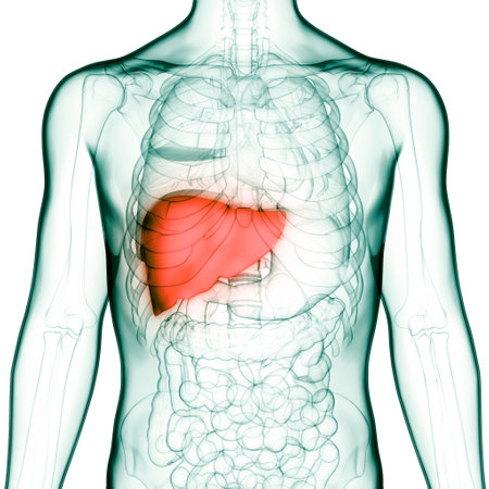 3D Illustration Concept of Human Internal Digestive Organ Liver ANatomyの写真素材
