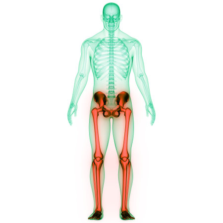 3D Illustration Concept of Human Skeleton System Lower Limbs Bone Joints Anatomyの写真素材